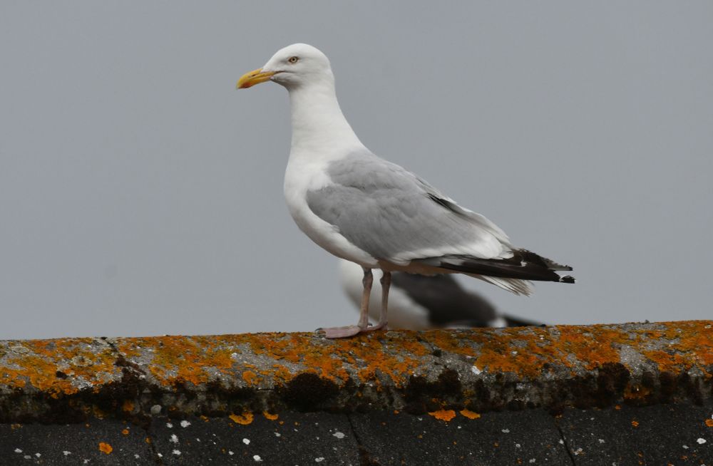 A Herring Gull stood on a lichen covered roof with a Lesser Black-backed Gull and grey sky behind it