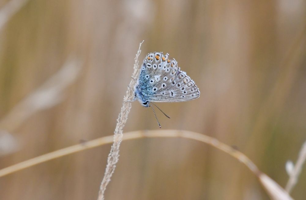A Common Blue butterfly high up on grass looking down