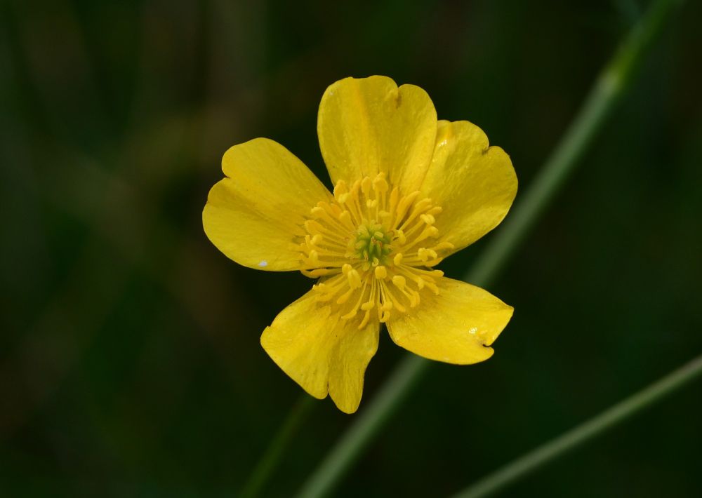 Buttercup, a yellow flower