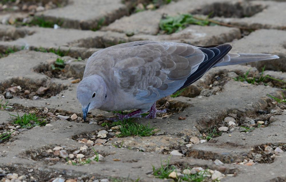 A photo of a Collared Dove pecking around on paving and stones