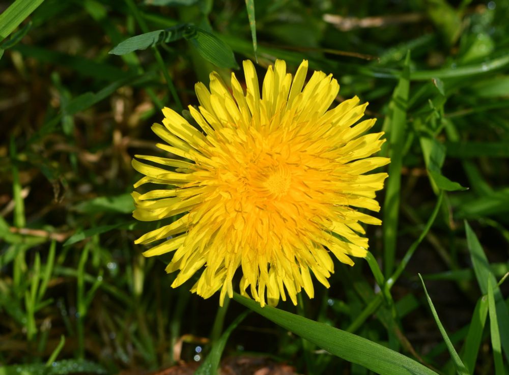 Dandelion, a yellow flower in grass
