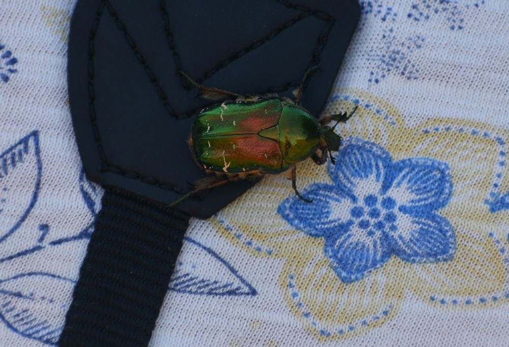 A rose chafer beetle, a green beetle with some tinted brown colouring, landed on my Mum's back 