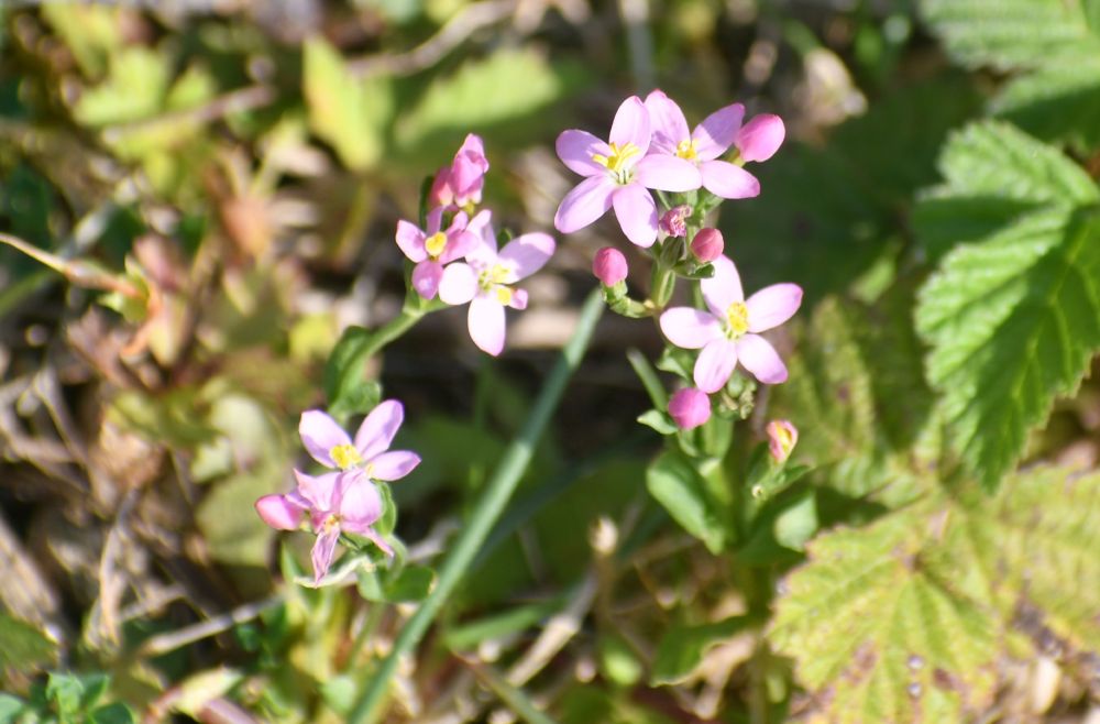 Common centaury, pink flowers