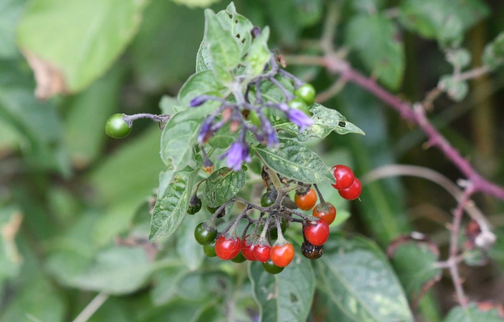 A photo focusing on red climbing nightshade berries with some green ones and green leaves and purple flowers (blurred) also in the photo