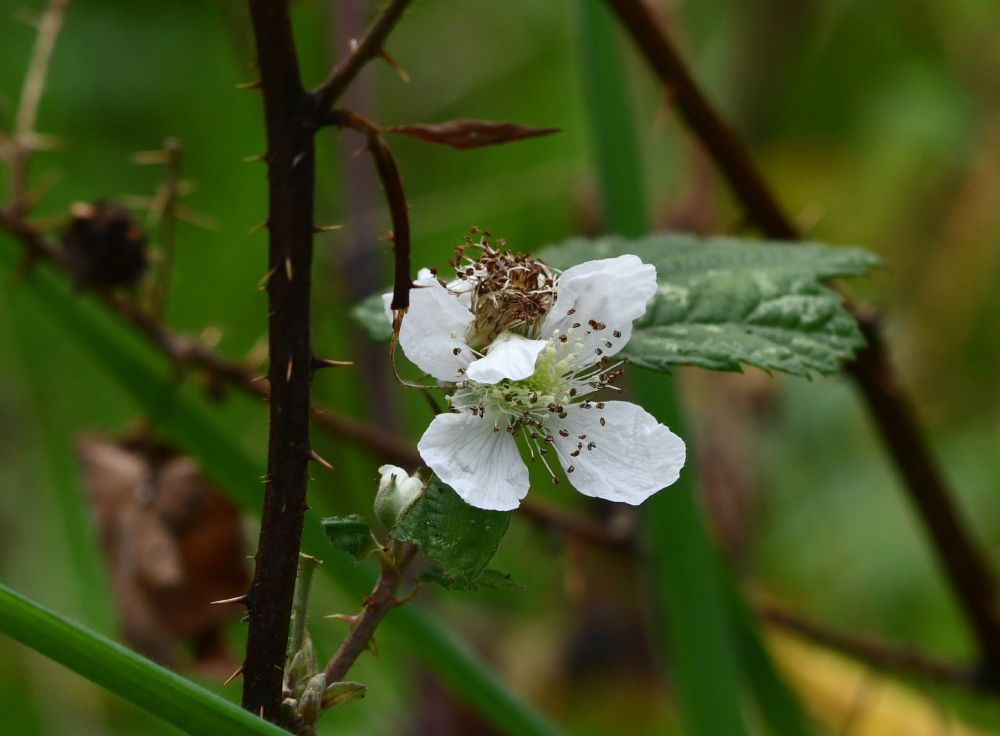 Bramble flower, a white flower with the green leaves of the plant visible behind
