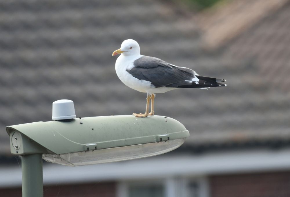 A Lesser Black-backed Gull stood on a street light with houses blurred behind in the photo 