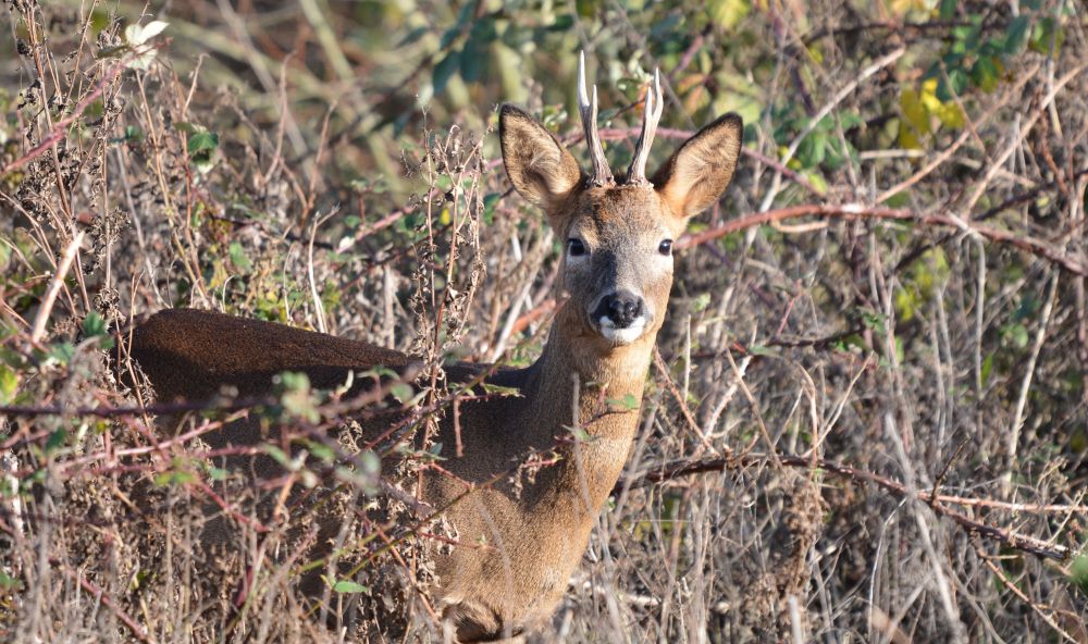 A Roe Deer among brambles in the sun