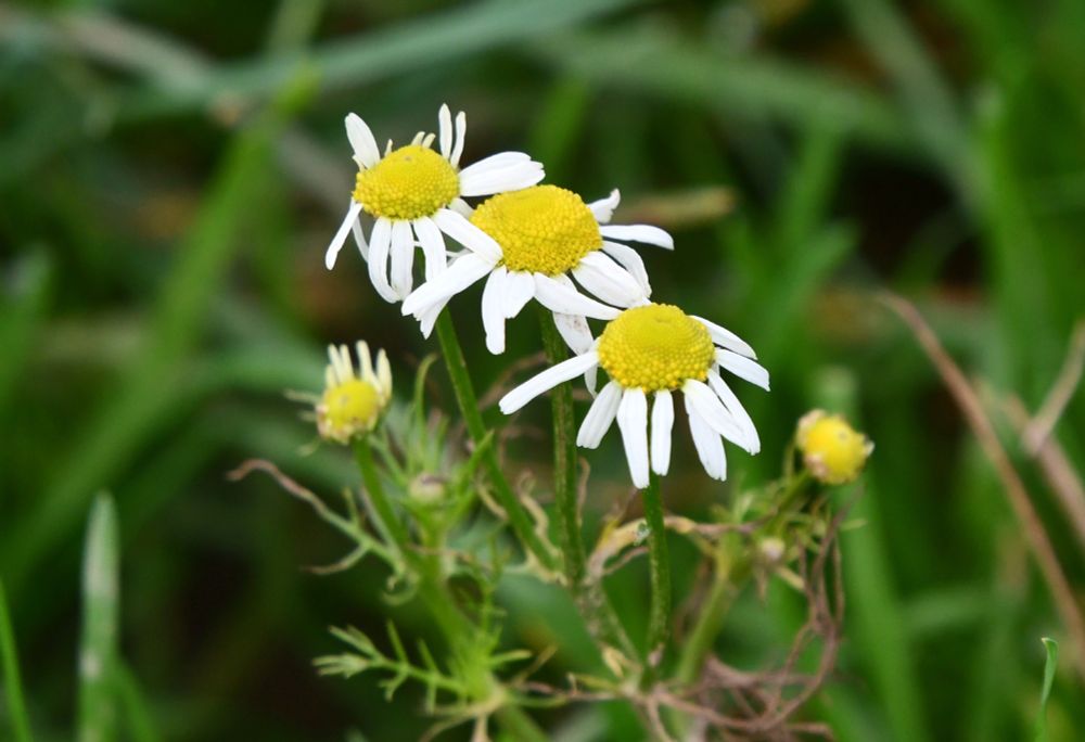 Scentless mayweed, a white and yellow flower