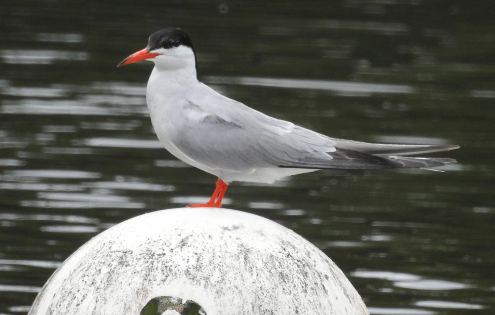 A Common Tern stood on a white buoy on a lake