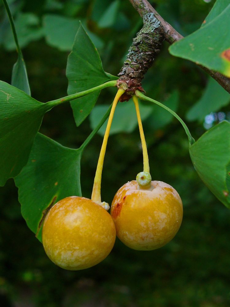 Ginkgo fruit.