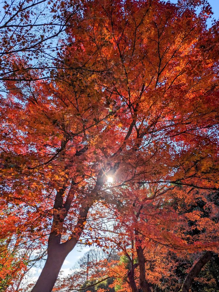 Autumn colours above the Tenjingawa at Kitano Tenmangu.