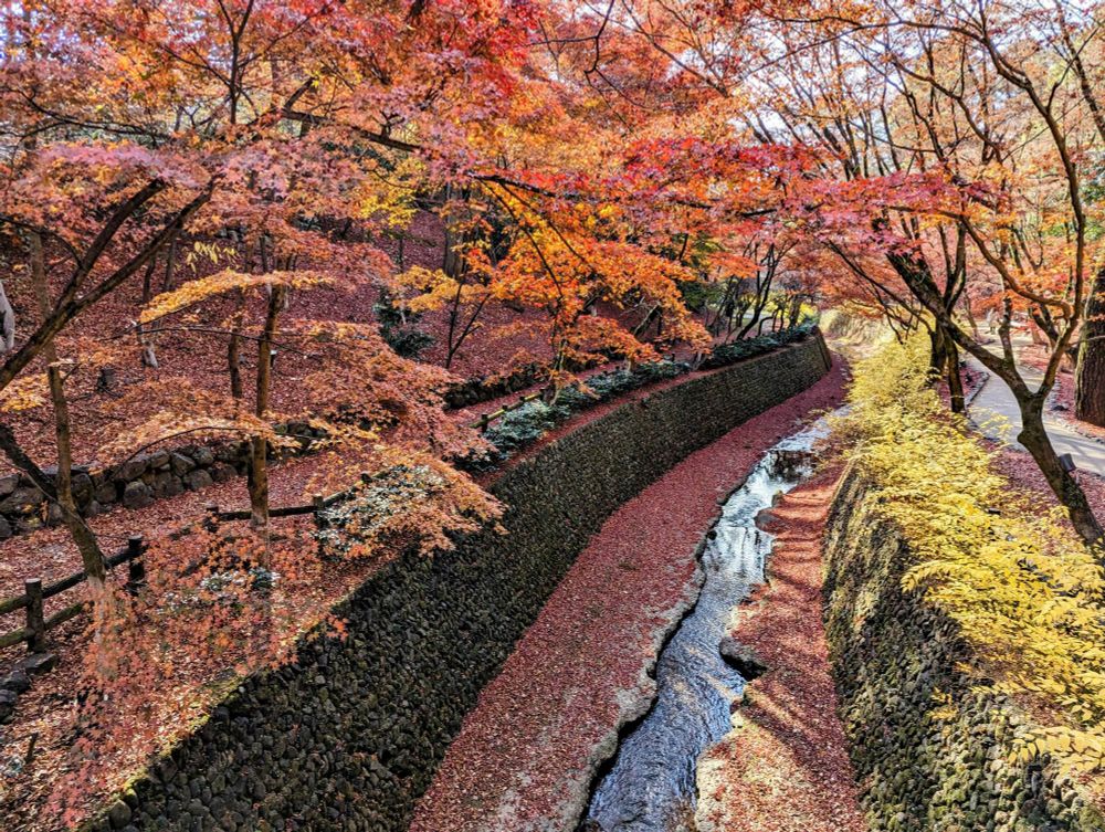 Autumn at the Tenjingawa, and red leaves gather like a thick carpet about the river.