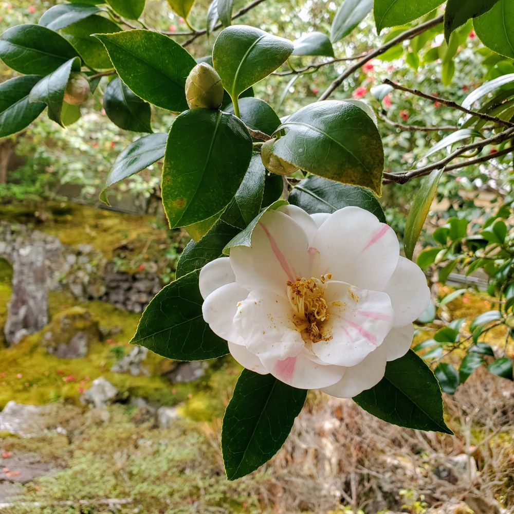 Variegated camellia flower.