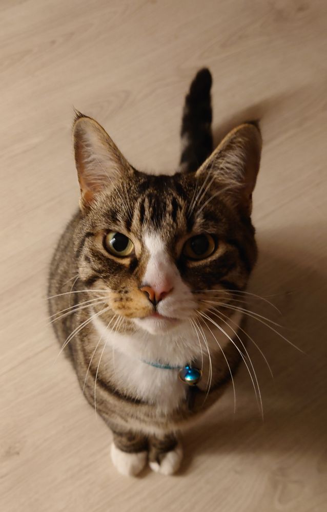 A brown tabby cat staring demandingly at the camera. He is large and wet.