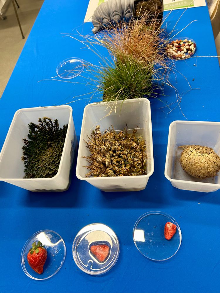 A display of strawberries, resurrection plants, and grasses in various stages of rehydration.
