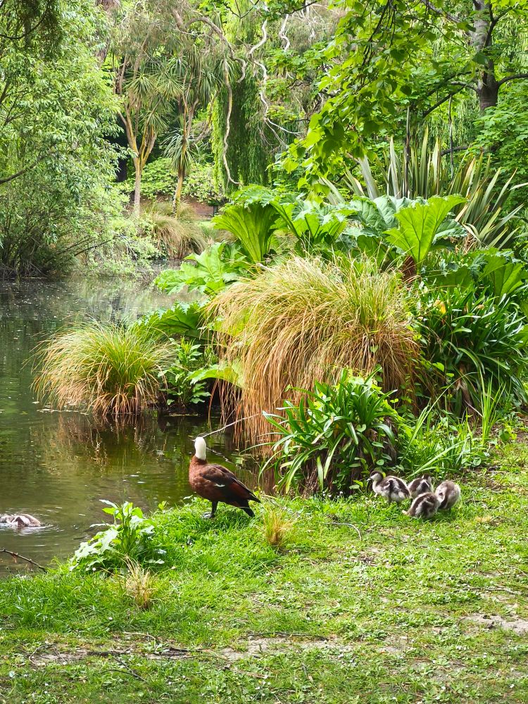 Parent and baby pūtangitangi (Paradise shelducks)