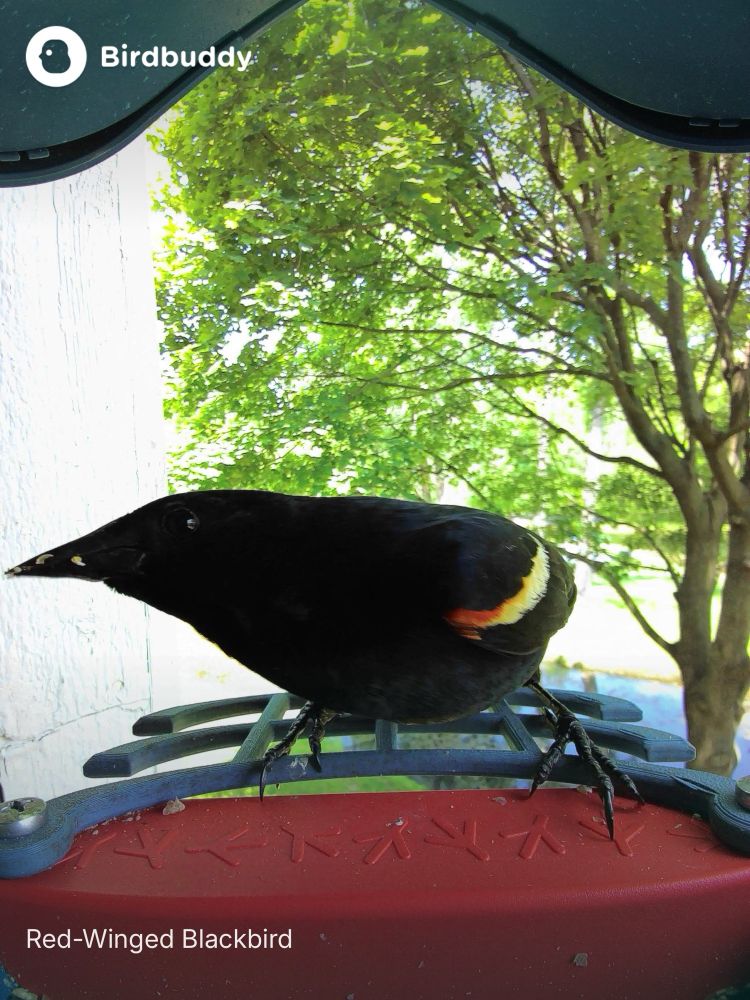 red winged blackbird that finally came out of the feeder where i can see it