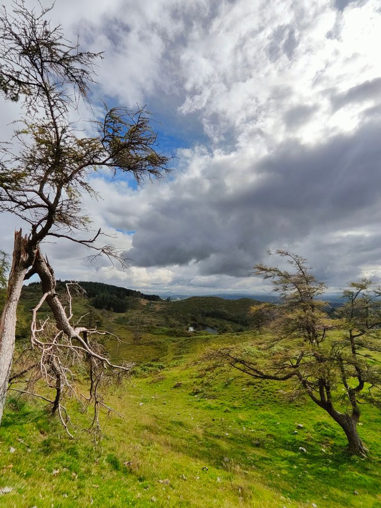 A green path leads down between two wizened trees. Above, the clouds look like they belong in a renaissance painting. 
