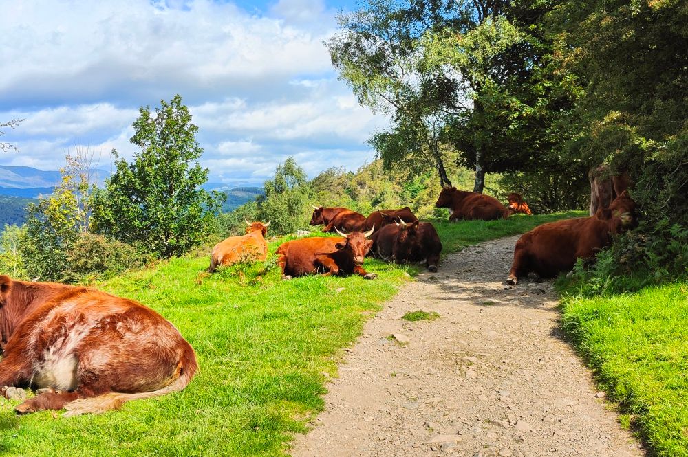 Horned luing cattle  lie down across a path