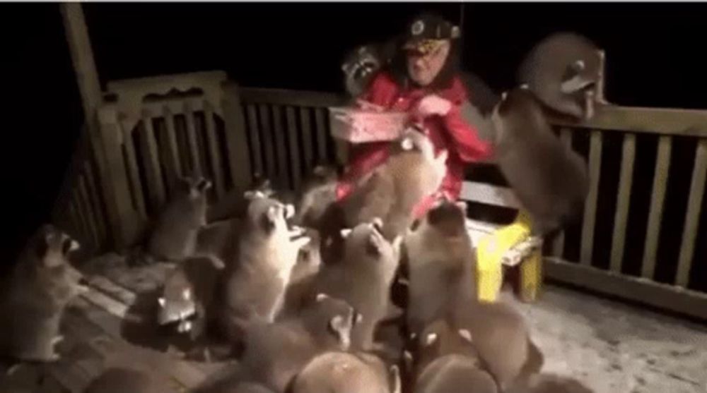 a man is surrounded by a herd of raccoons on a deck .