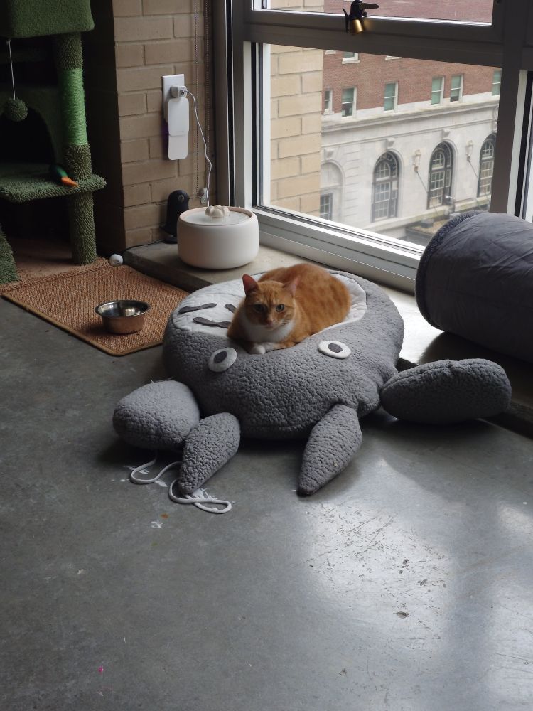 my kitty Amari laying on her favorite Totoro shaped pillow.