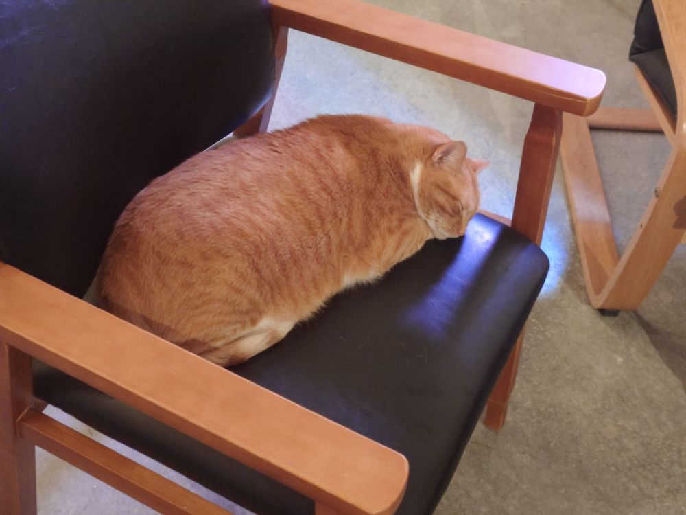 picture of my cat