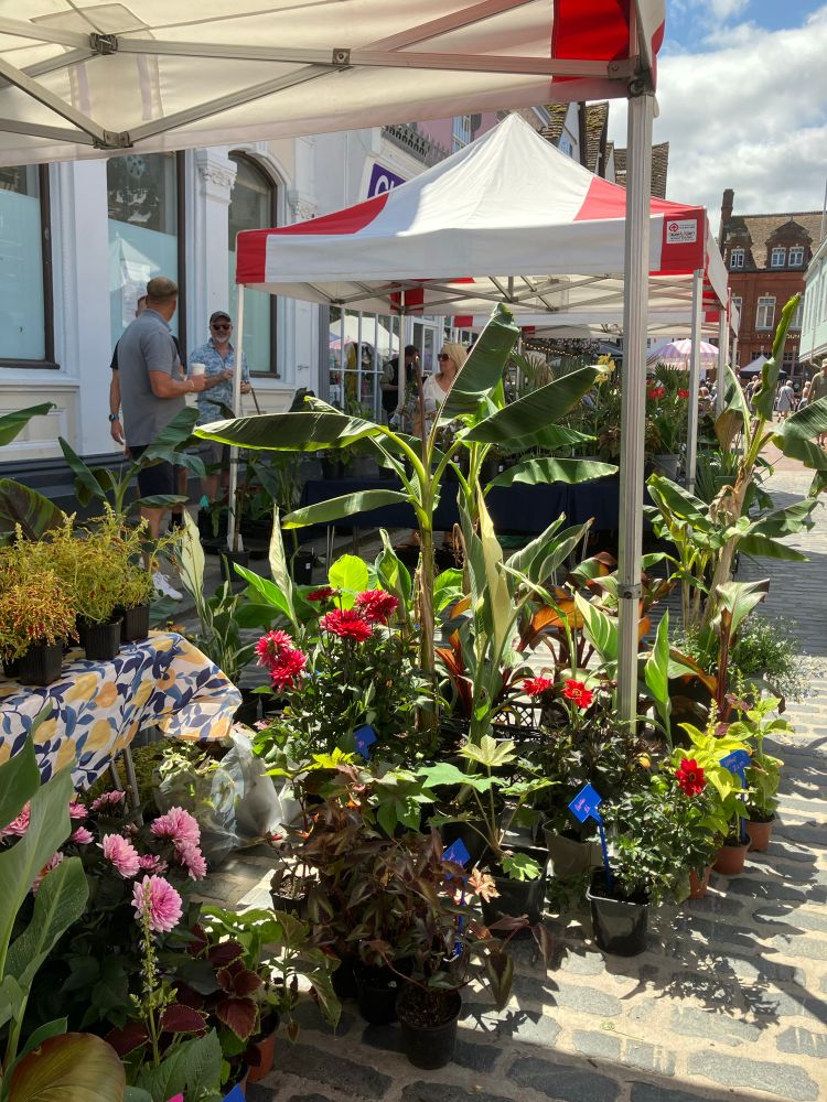 A stall selling plants in the Market Place, Faversham.