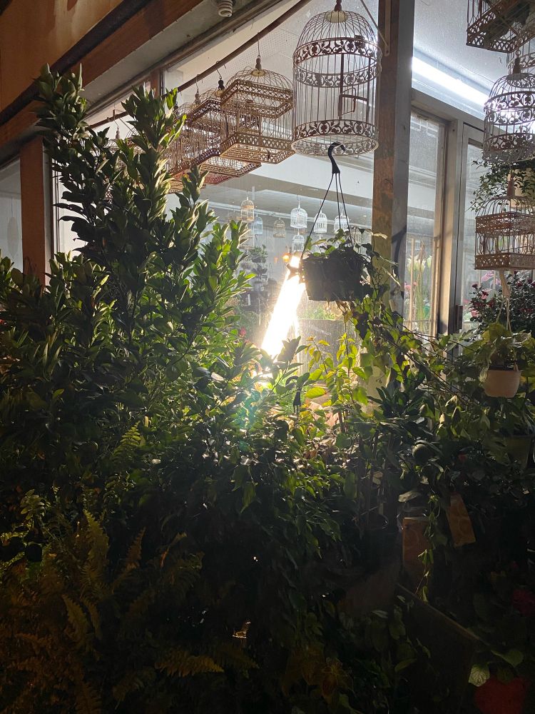 fluorescent tube glows out the window of a plant shop