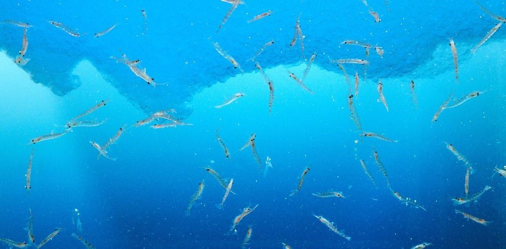 Antarctic krill store as much carbon as the world’s mangroves, salt marshes and seagrass beds