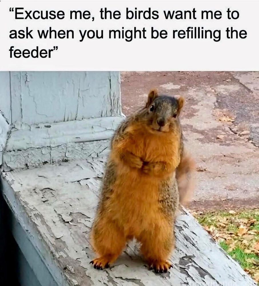 Squirrel asking for the bird feeder to be refilled