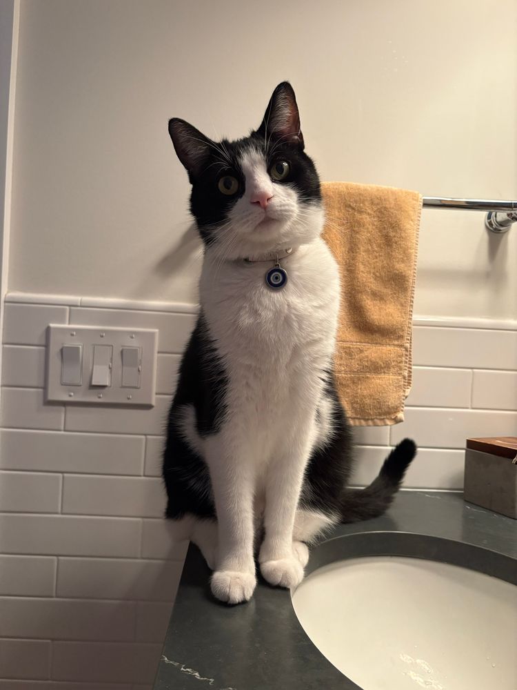 cat on the bathroom counter 
