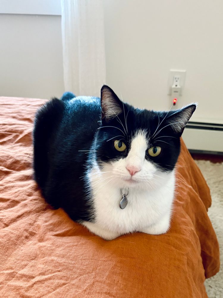 cat, loafed, pink nose