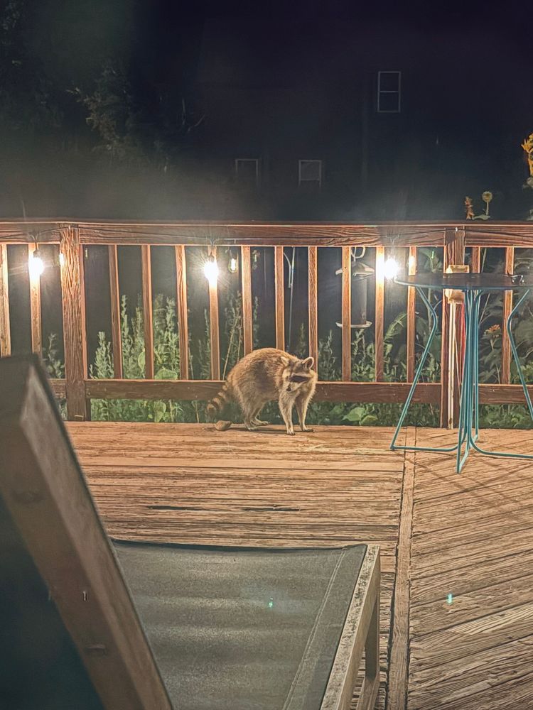 raccoon on my deck, creepin 