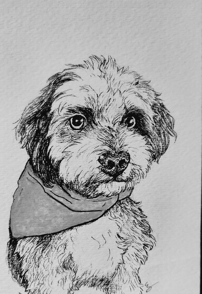 Black and white ink drawing of a small dog in a bandana with clear, soulful eyes.