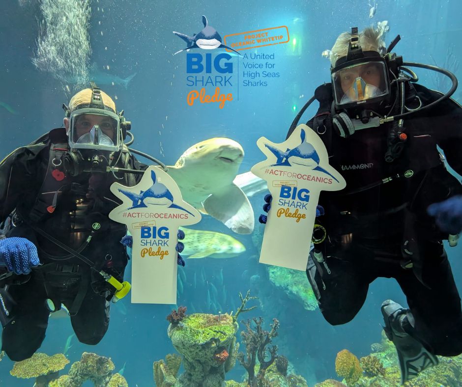 Two divers underwater holding signs promoting the Big Shark Pledge campaign in Endless Ocean, with a Zebra shark swimming nearby.