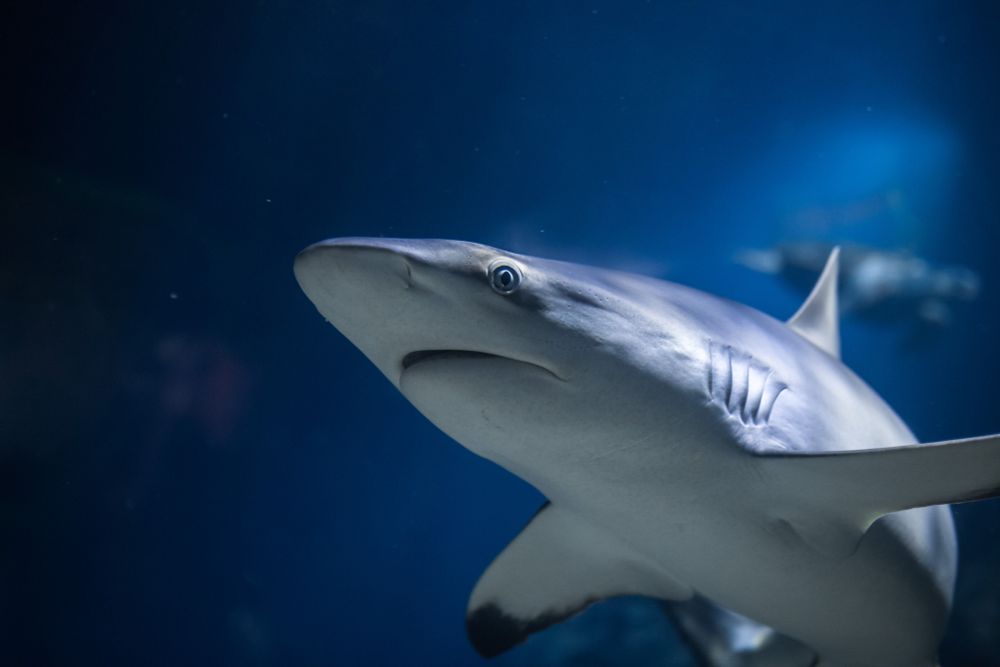 Grey reef shark in The Deep's Endless Ocean habitat.