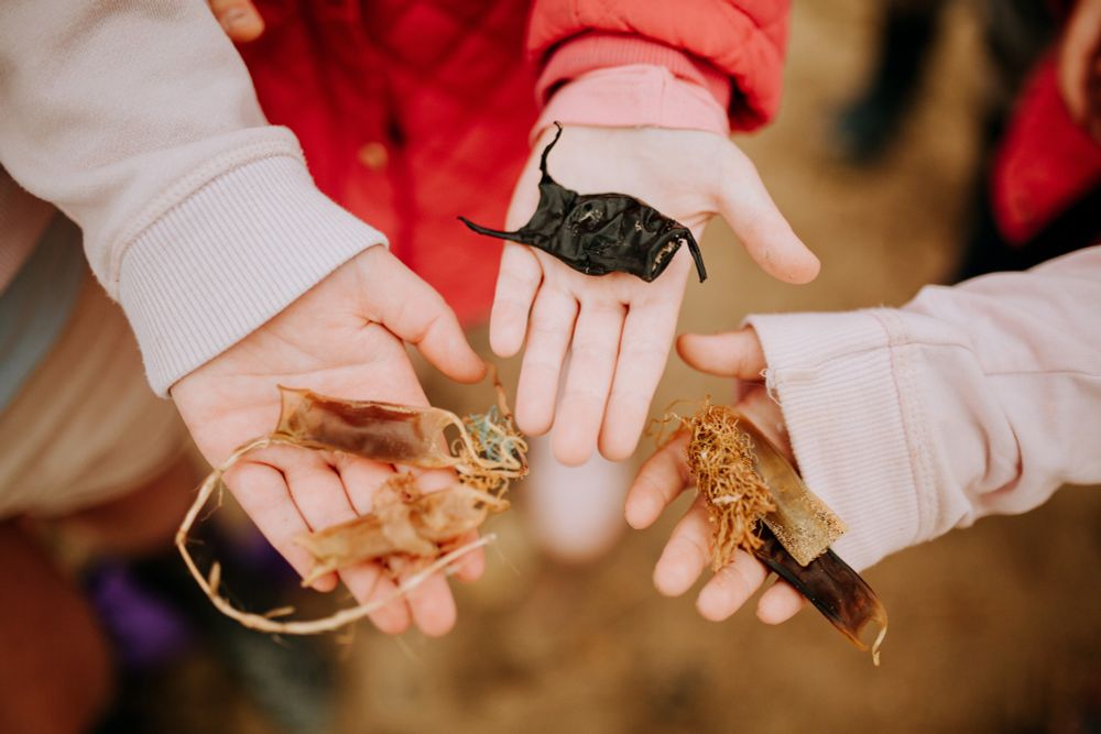 Three individuals holding various shark egg cases in their open hands, showing them to each other.
