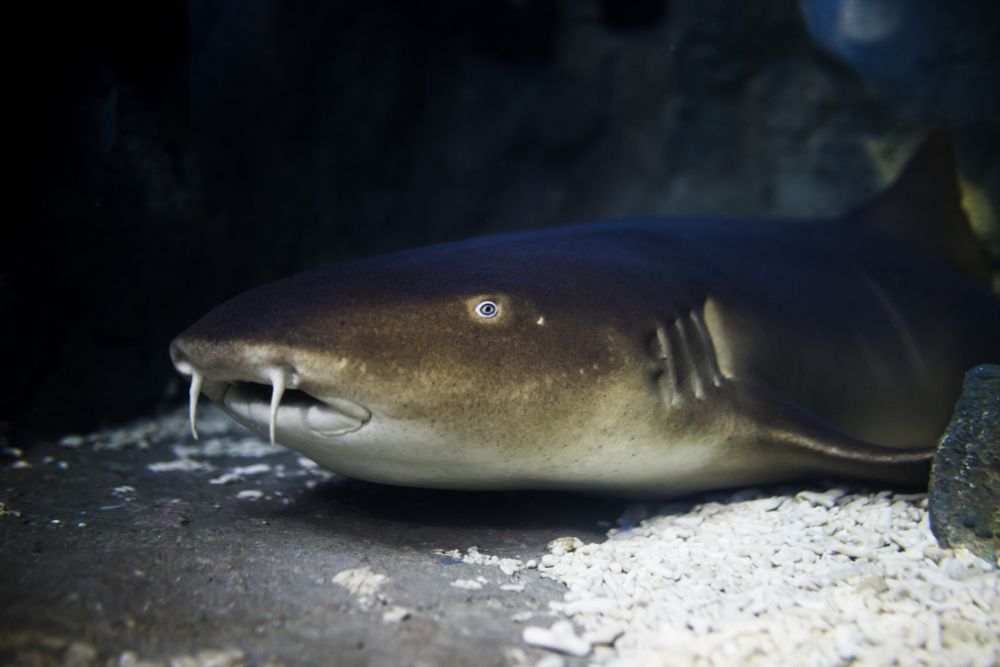 Nurse shark in The Deep's Endless Ocean habitat.