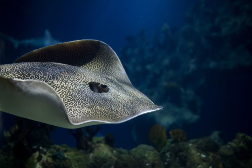 Honeycomb whiptail ray in The Deep's Endless Ocean habitat.