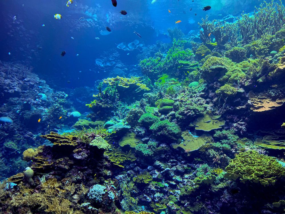 Full view of the large coral habitat at Burgers' Zoo