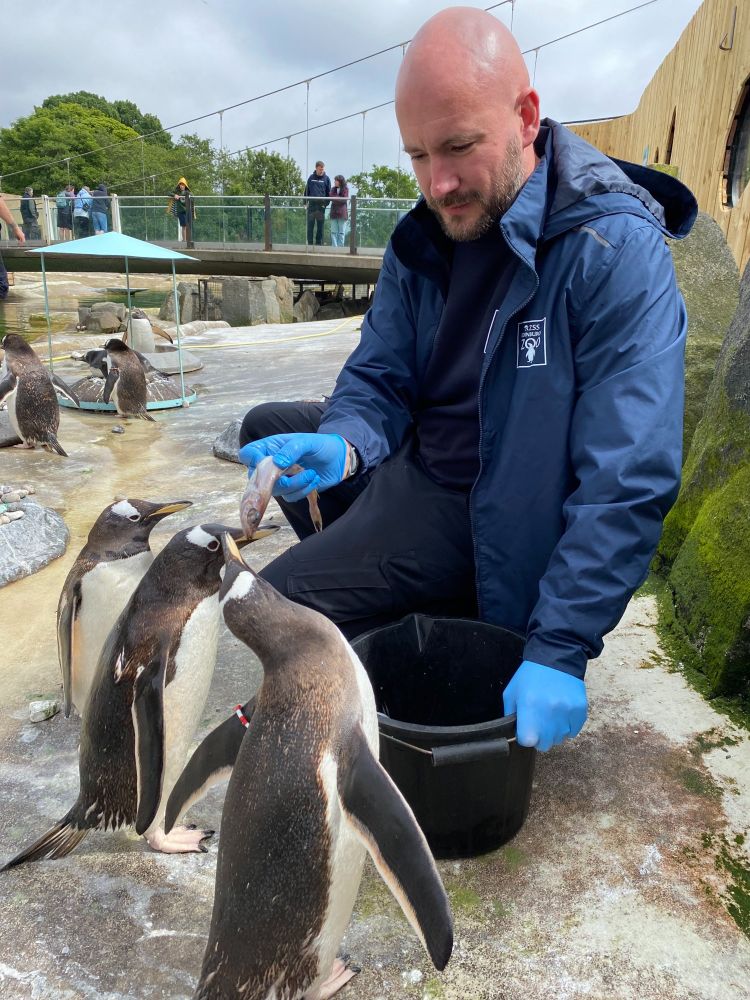 Aquarist Lloyd carrying out a penguin feed to a colony of Gentoo penguins at Edinburgh Zoo