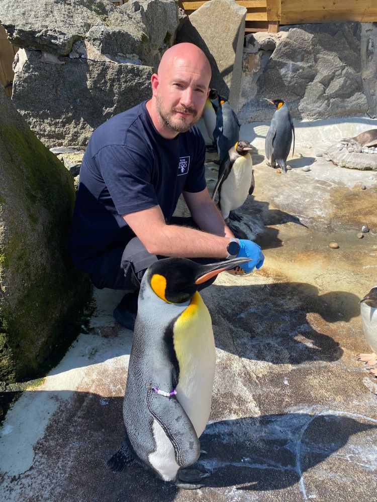 Aquarist Lloyd crouched smiling beside a King penguin at Edinburgh Zoo