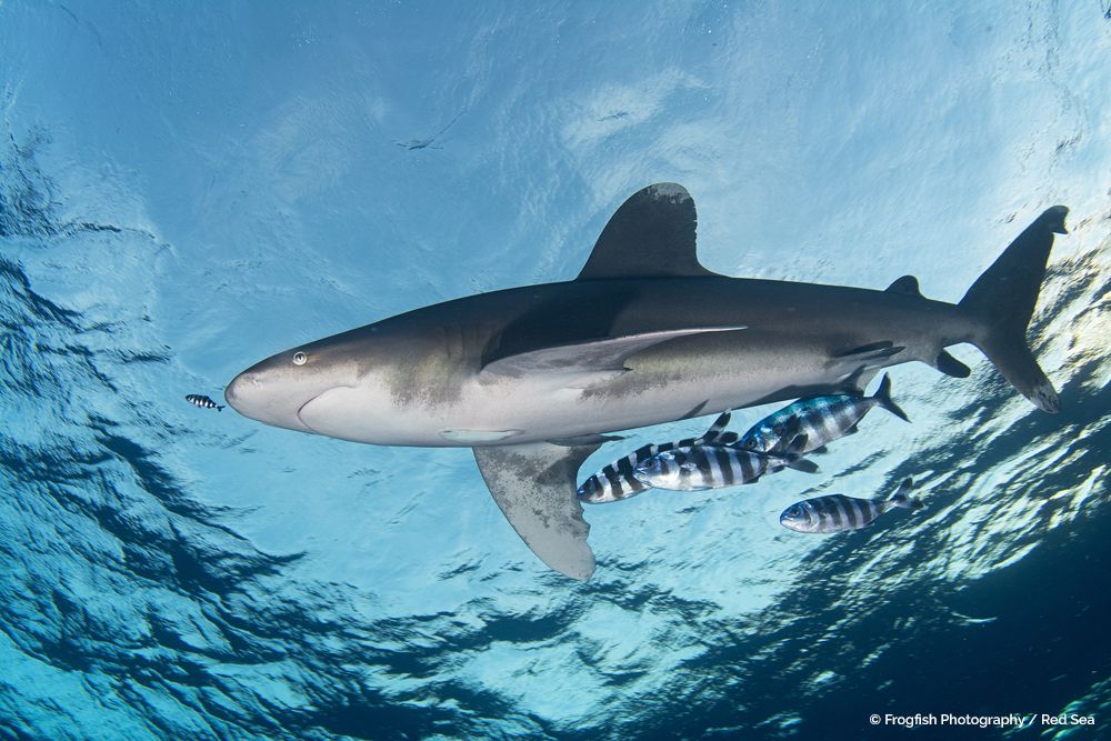 Oceanic Whitetip Shark swimming underwater with 4 pilot fish swimming alongside it.