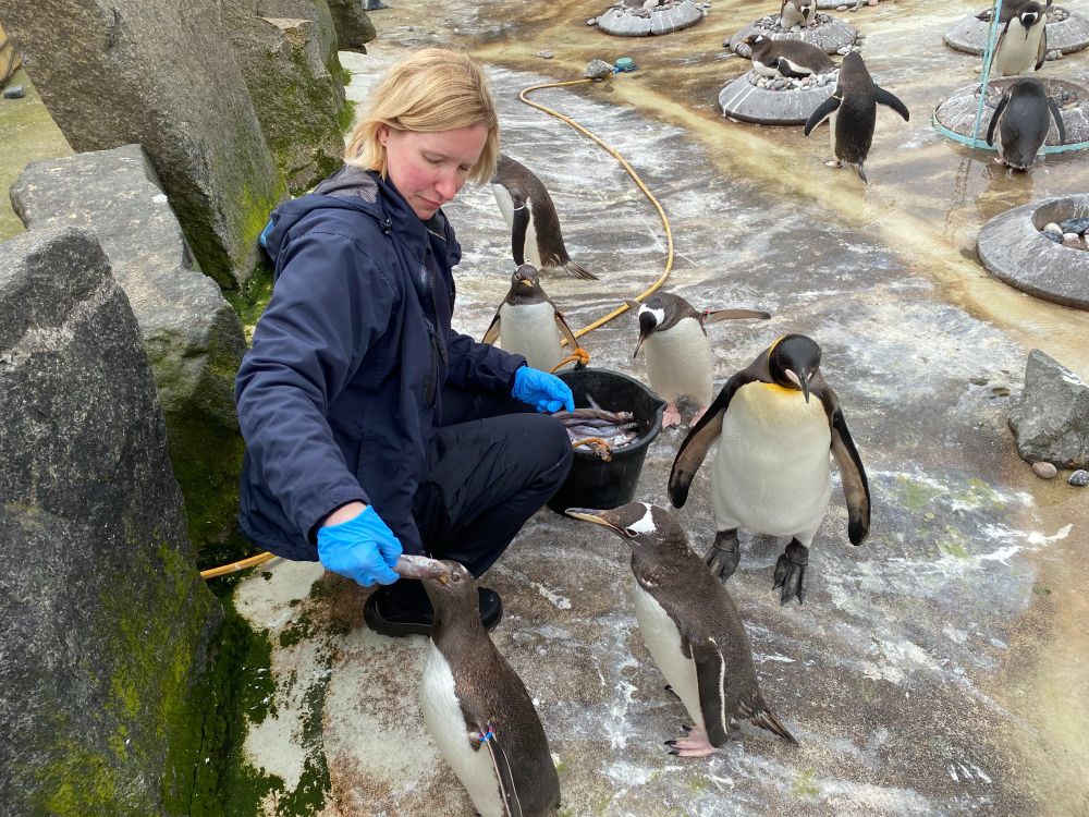 Aquarist Emma carrying out a penguin feed to a colony of Gentoo and King penguins at Edinburgh Zoo