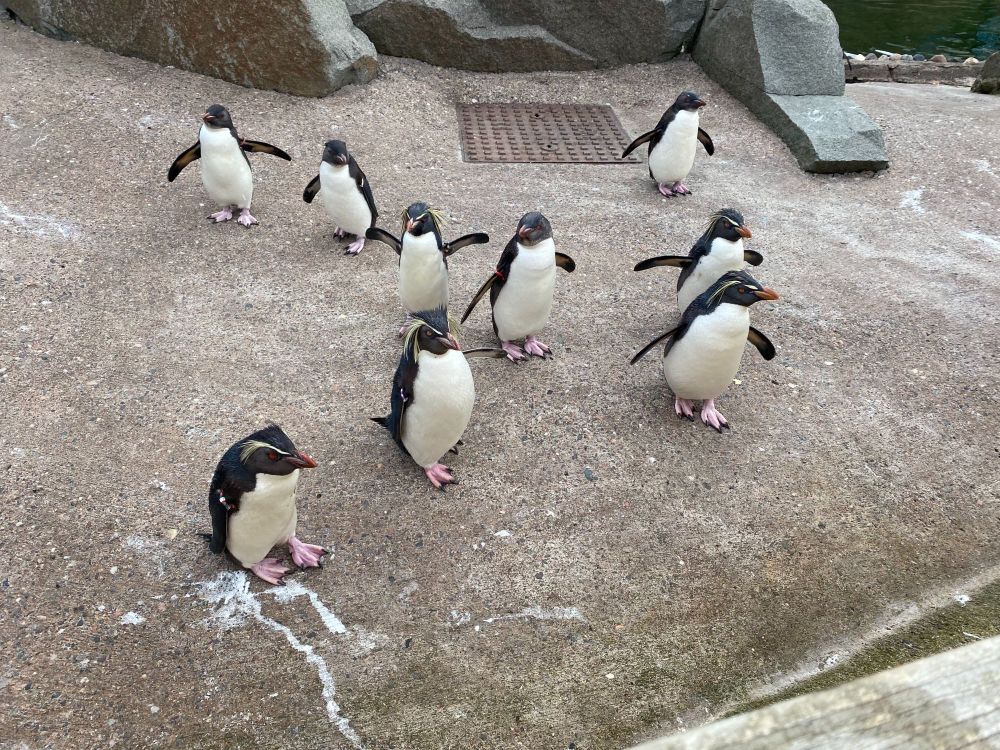 A group of Gentoo and Rockhopper penguins walking at Edinburgh Zoo