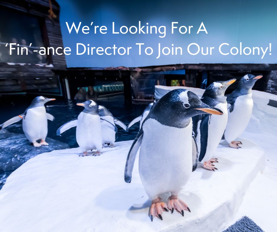 A group of penguins standing on an icy terrain with a clear blue background and text overhead that reads "We're Looking For A 'Fin-ance Director To Join Our Colony