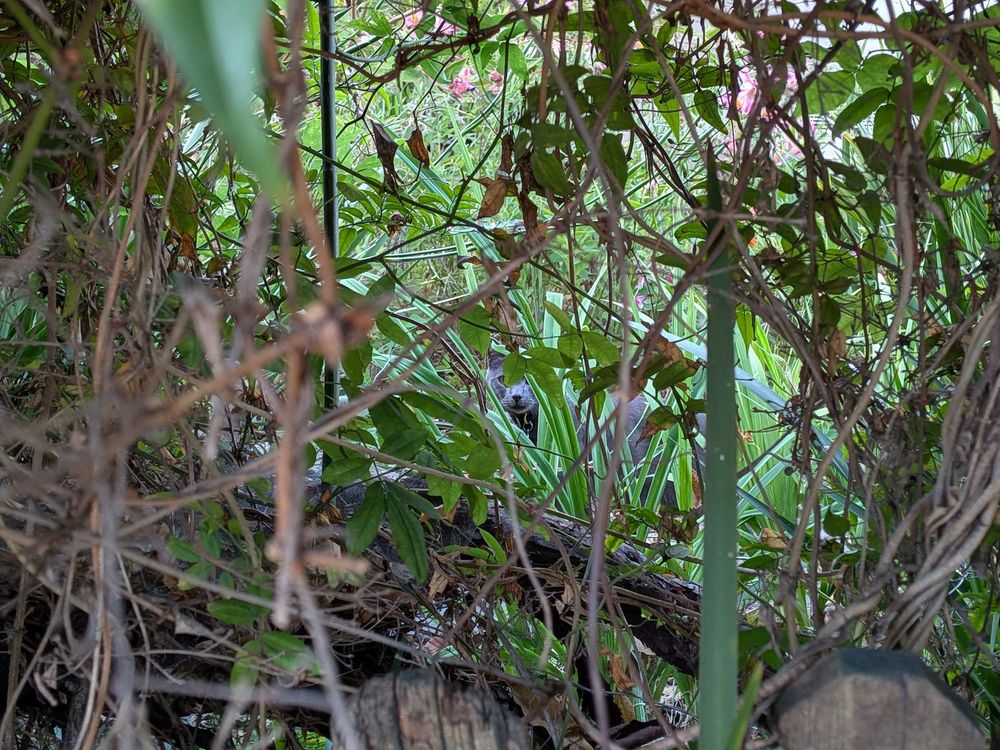 a gray cat peeking out through some dense foliage; hard to spot, but still totally visible