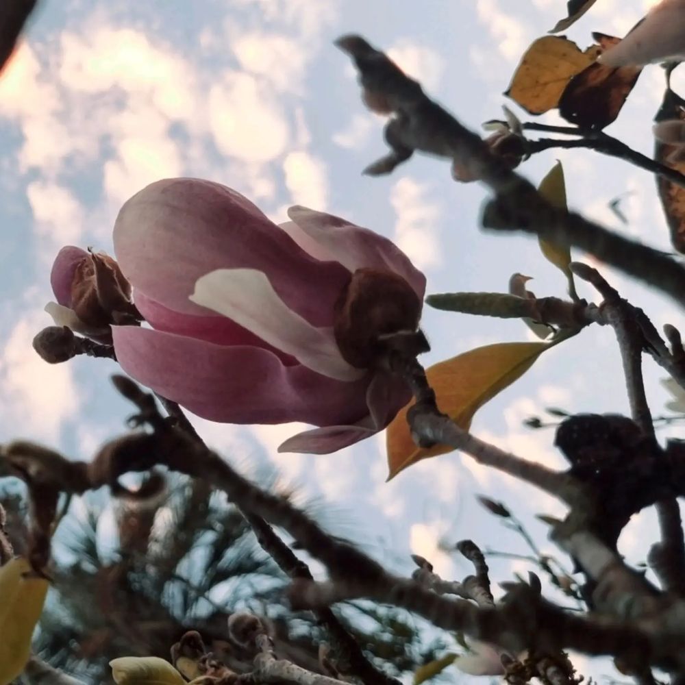 Pink flower against the blue sky #nature #flower