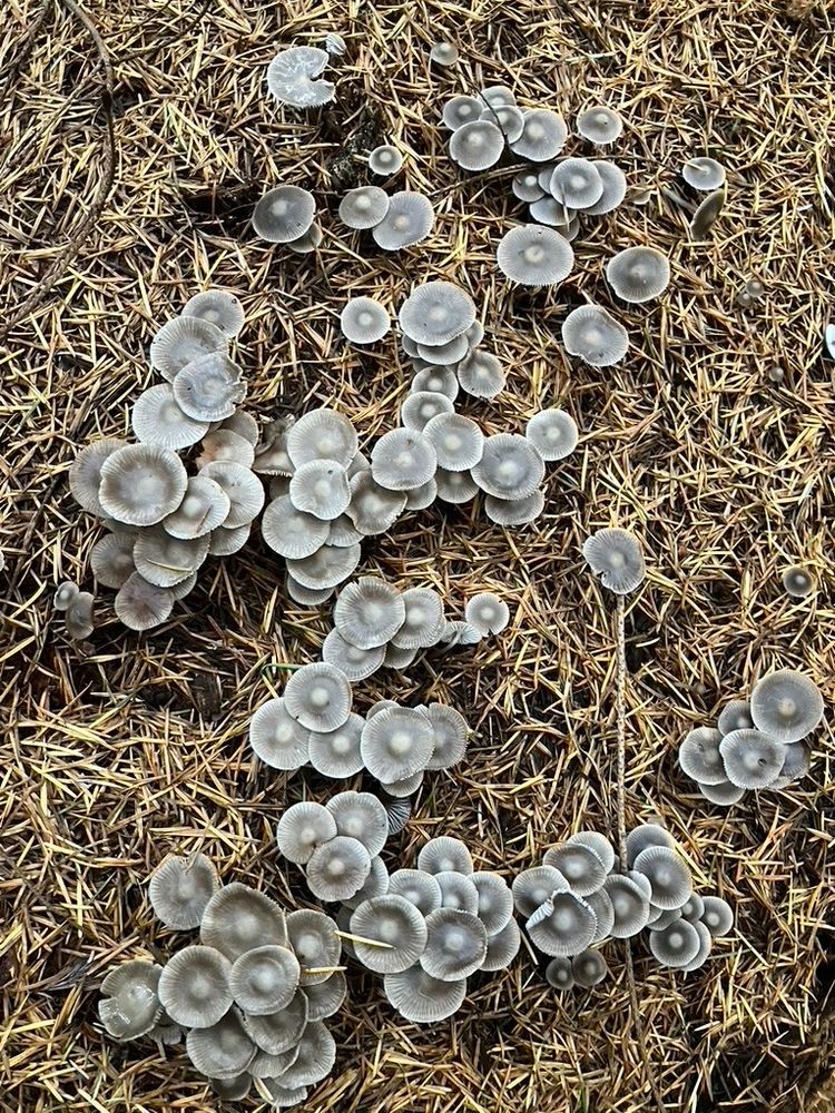 Dozens of small mushrooms in needles.