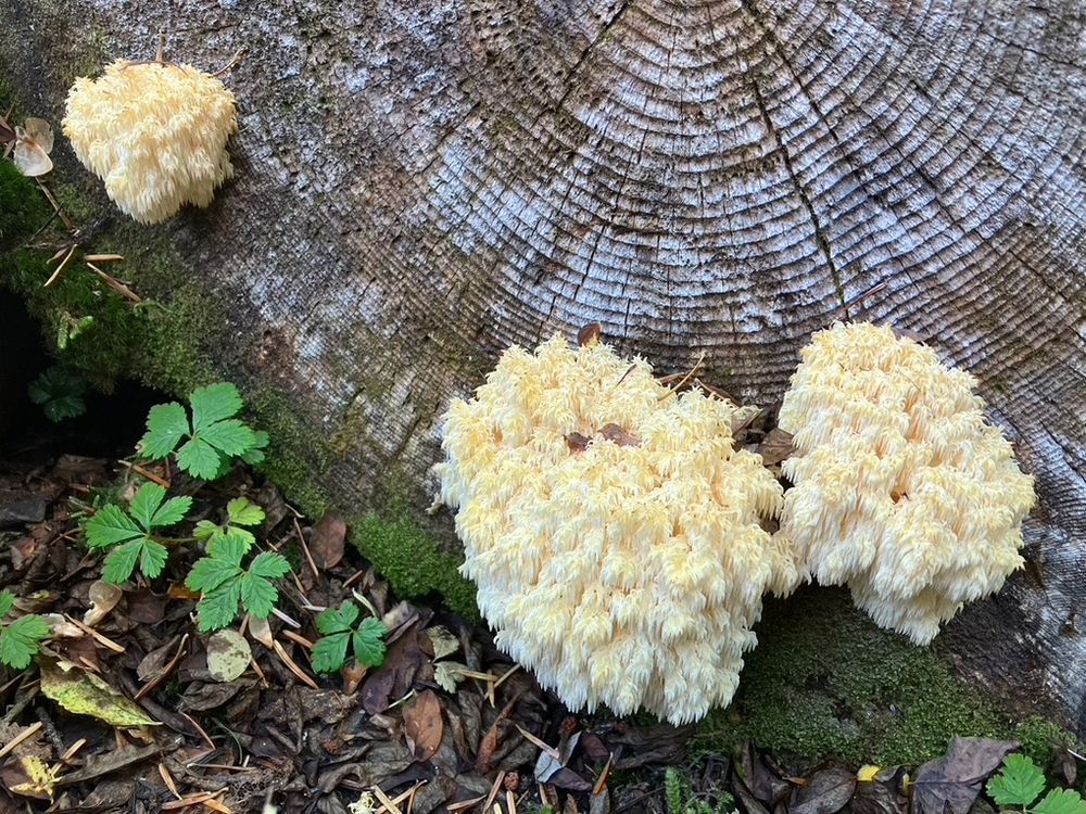 Photo of three Hericium species on a log.